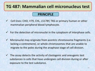  Cell lines: CHO, V79, CHL, L5178Y, TK6 or primary human or other
mammalian peripheral blood lymphocyte.
 For the detection of micronuclei in the cytoplasm of interphase cells.
 Micronuclei may originate from acentric chromosome fragments (i.e.
lacking a centromere), or whole chromosomes that are unable to
migrate to the poles during the anaphase stage of cell division.
 The assay detects the activity of clastogenic and aneugenic test
substances in cells that have undergoes cell division during or after
exposure to the test substance.
19
TG 487: Mammalian cell micronucleus test
PRINCIPLE
 