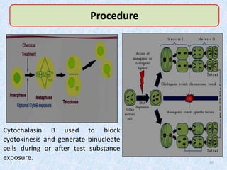 Cytochalasin B used to block
cyotokinesis and generate binucleate
cells during or after test substance
exposure. 20
Procedure
 