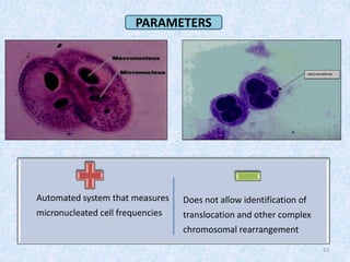 Automated system that measures
micronucleated cell frequencies
Does not allow identification of
translocation and other complex
chromosomal rearrangement
23
PARAMETERS
 