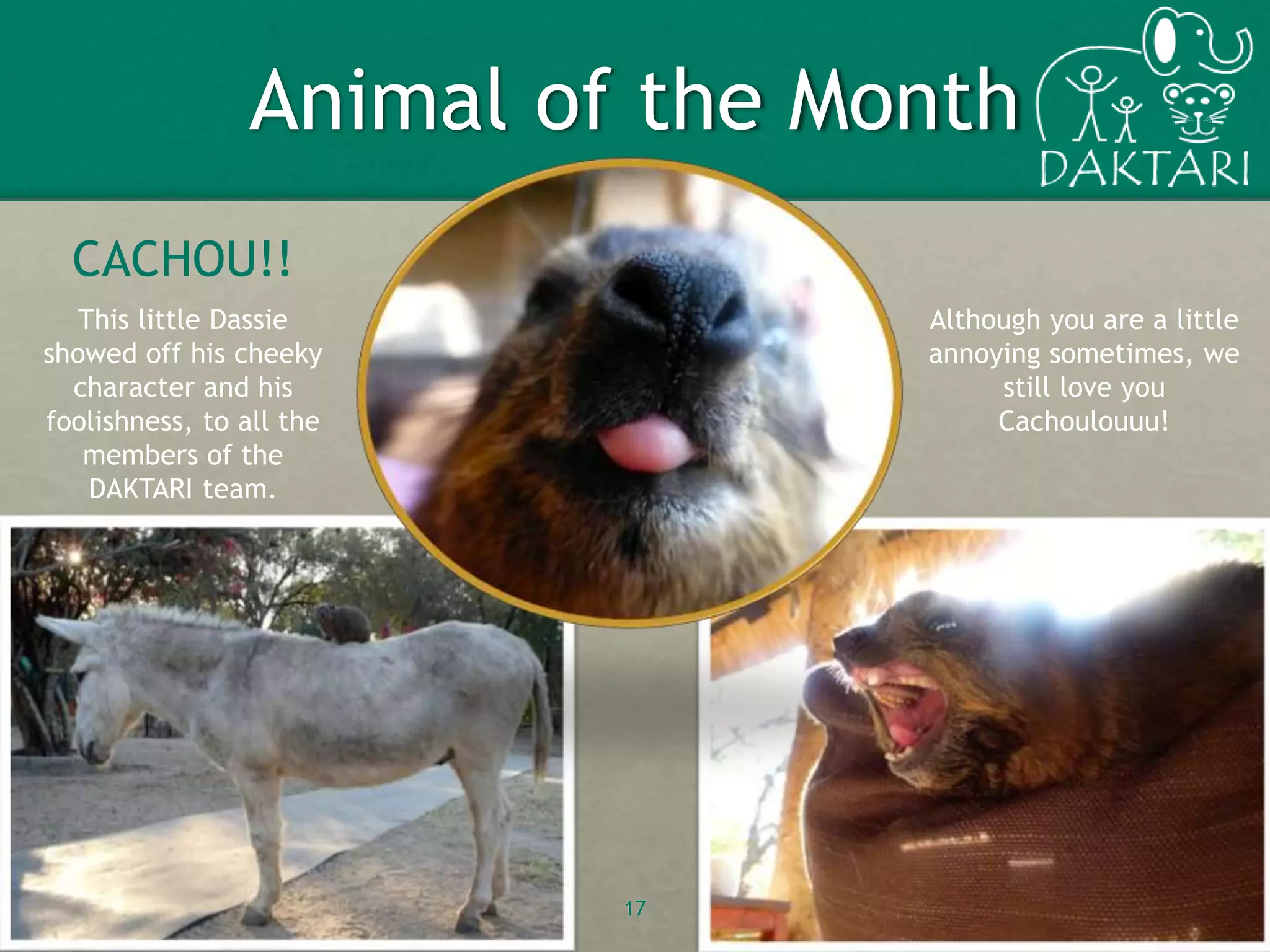 Animal of the Month
17
CACHOU!!
Although you are a little
annoying sometimes, we
still love you
Cachoulouuu!
This little Dassie
showed off his cheeky
character and his
foolishness, to all the
members of the
DAKTARI team.
 