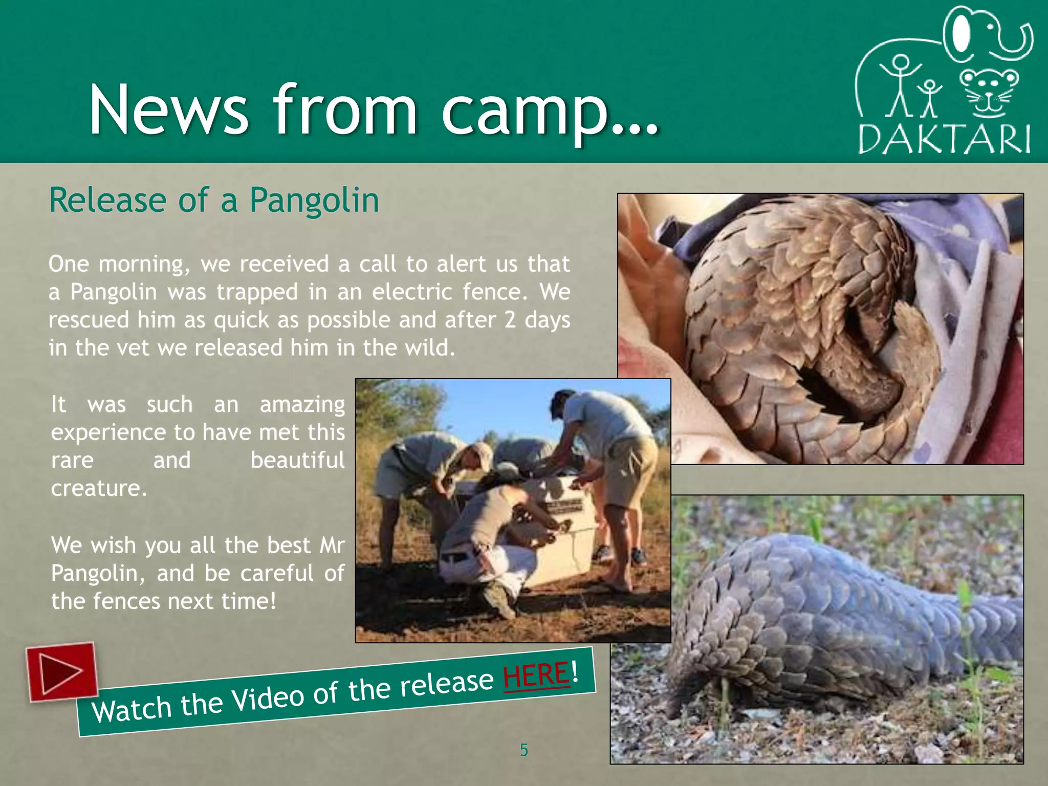 Release of a Pangolin
One morning, we received a call to alert us that
a Pangolin was trapped in an electric fence. We
rescued him as quick as possible and after 2 days
in the vet we released him in the wild.
5
News from camp…
It was such an amazing
experience to have met this
rare and beautiful
creature.
We wish you all the best Mr
Pangolin, and be careful of
the fences next time!
 