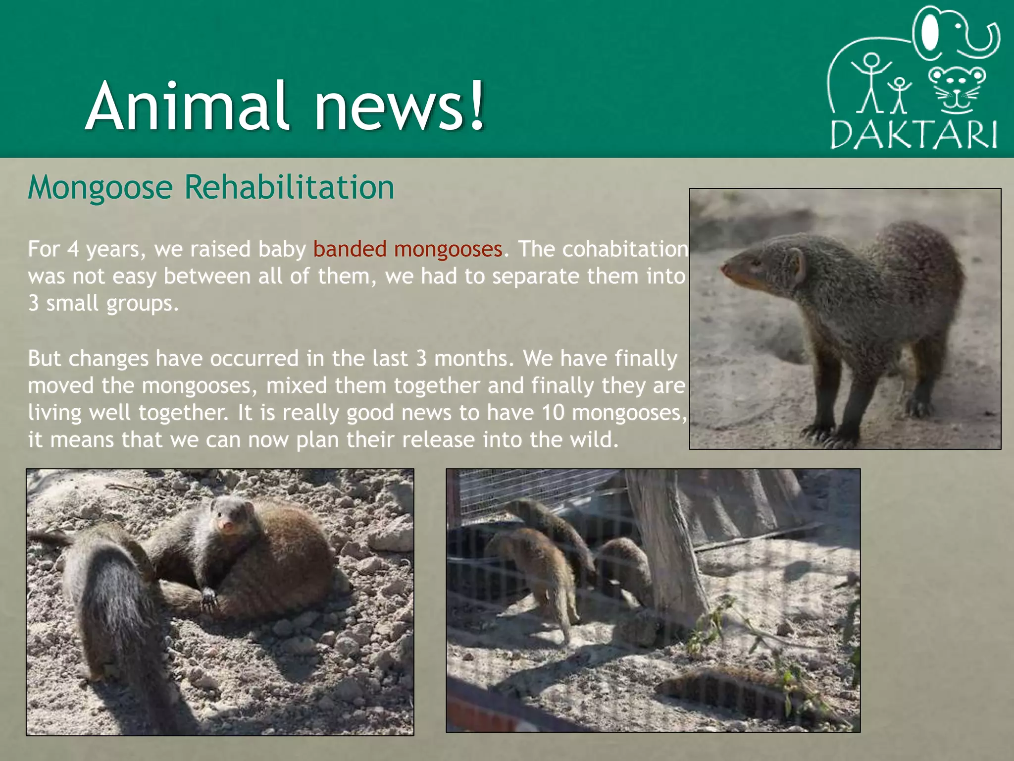 Animal news!
Mongoose Rehabilitation
For 4 years, we raised baby banded mongooses. The cohabitation
was not easy between all of them, we had to separate them into
3 small groups.
But changes have occurred in the last 3 months. We have finally
moved the mongooses, mixed them together and finally they are
living well together. It is really good news to have 10 mongooses,
it means that we can now plan their release into the wild.
7
 