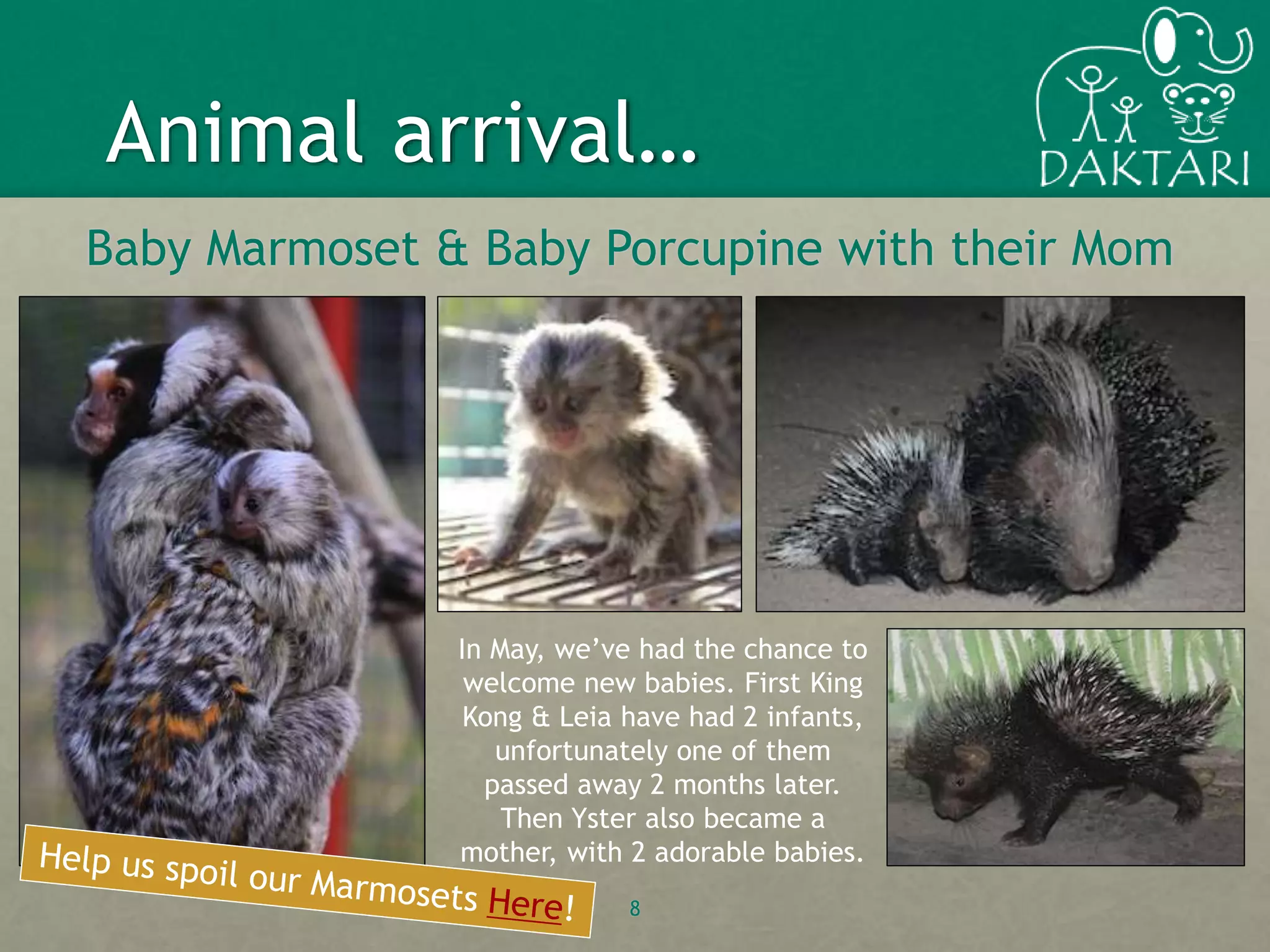 Baby Marmoset & Baby Porcupine with their Mom
8
Animal arrival…
In May, we’ve had the chance to
welcome new babies. First King
Kong & Leia have had 2 infants,
unfortunately one of them
passed away 2 months later.
Then Yster also became a
mother, with 2 adorable babies.
 