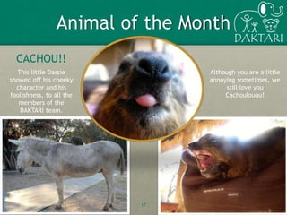 Animal of the Month
17
CACHOU!!
Although you are a little
annoying sometimes, we
still love you
Cachoulouuu!
This little Dassie
showed off his cheeky
character and his
foolishness, to all the
members of the
DAKTARI team.
 