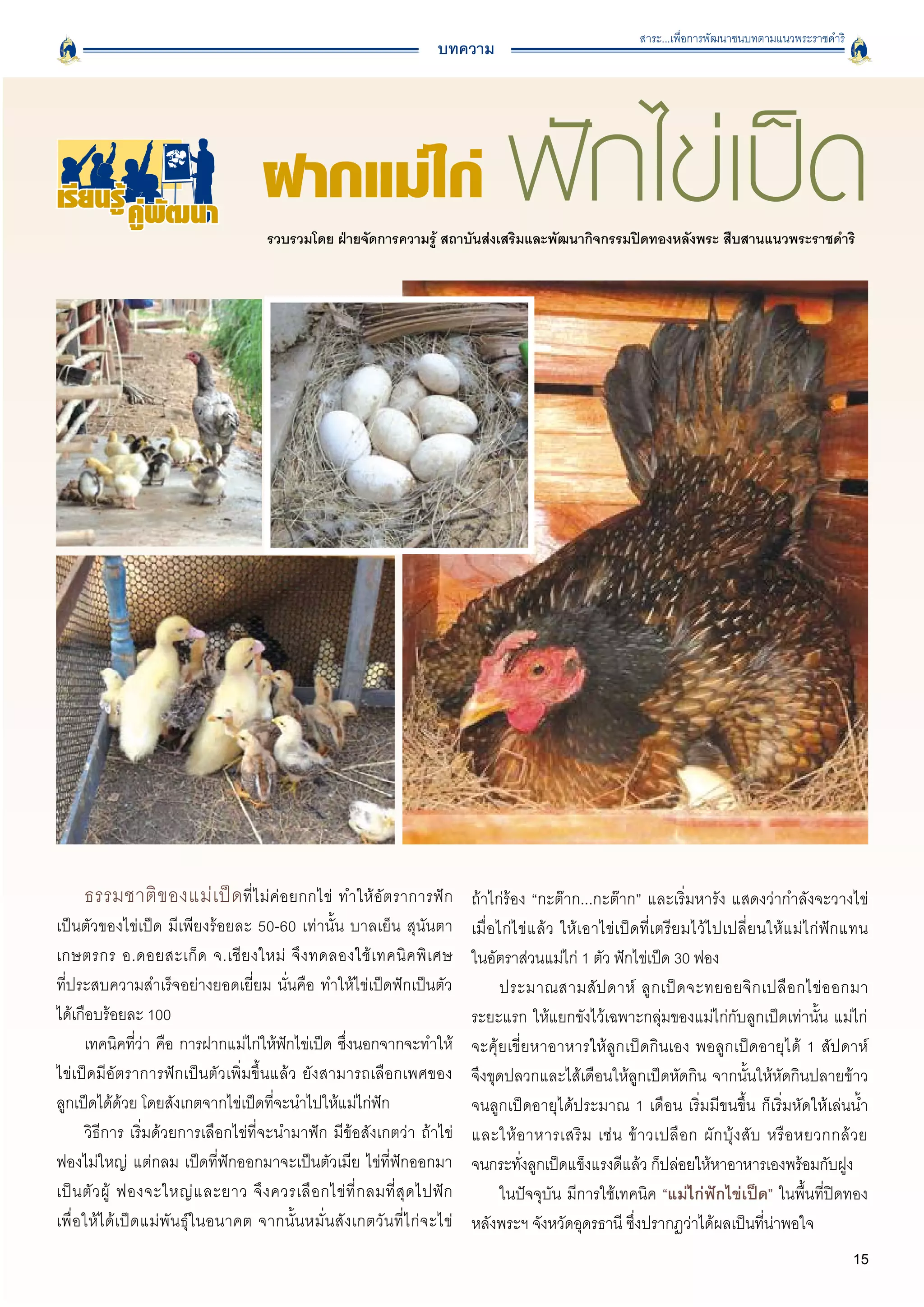 สาระ...เพื่อการพัฒนาชนบทตามแนวพระราชดำริ
                                                                              บทความ




เรียนรู คูพัฒนา                         ฝากแม่ไก่
                                       ฟักไข่เป็ด
                                           รวบรวมโดย ฝ่ายจัดการความรู้ สถาบันส่งเสริมและพัฒนากิจกรรมปิดทองหลังพระ สืบสานแนวพระราชดำริ




     ธรรมชาติ ข องแม่ เ ป็ ดที่ไม่ค่อยกกไข่ ทำให้อัตราการฟัก
 ถ้าไก่ร้อง “กะต๊าก...กะต๊าก” และเริ่มหารัง แสดงว่ากำลังจะวางไข่
เป็นตัวของไข่เป็ด มีเพียงร้อยละ 50-60 เท่านั้น บาลเย็น สุนันตา                       เมื่อไก่ไข่แล้ว ให้เอาไข่เป็ดที่เตรียมไว้ไปเปลี่ยนให้แม่ไก่ฟักแทน

เกษตรกร อ.ดอยสะเก็ ด จ.เชี ย งใหม่ จึ ง ทดลองใช้ เ ทคนิ ค พิ เ ศษ
                   ในอัตราส่วนแม่ไก่ 1 ตัว ฟักไข่เป็ด 30 ฟอง
ที่ประสบความสำเร็จอย่างยอดเยี่ยม นั่นคือ ทำให้ไข่เป็ดฟักเป็นตัว                            ประมาณสามสั ป ดาห์ ลู ก เป็ ด จะทยอยจิ ก เปลื อ กไข่ อ อกมา
ได้เกือบร้อยละ 100 
                                                                 ระยะแรก ให้แยกขังไว้เฉพาะกลุ่มของแม่ไก่กับลูกเป็ดเท่านั้น แม่ไก่
       เทคนิคที่ว่า คือ การฝากแม่ไก่ให้ฟักไข่เป็ด ซึ่งนอกจากจะทำให้                  จะคุ้ยเขี่ยหาอาหารให้ลูกเป็ดกินเอง พอลูกเป็ดอายุได้ 1 สัปดาห์

ไข่เป็ดมีอัตราการฟักเป็นตัวเพิ่มขึ้นแล้ว ยังสามารถเลือกเพศของ
                       จึงขุดปลวกและไส้เดือนให้ลูกเป็ดหัดกิน จากนั้นให้หัดกินปลายข้าว
ลูกเป็ดได้ด้วย โดยสังเกตจากไข่เป็ดที่จะนำไปให้แม่ไก่ฟัก
                             จนลูกเป็ดอายุได้ประมาณ 1 เดือน เริ่มมีขนขึ้น ก็เริ่มหัดให้เล่นน้ำ
       วิธีการ เริ่มด้วยการเลือกไข่ที่จะนำมาฟัก มีข้อสังเกตว่า ถ้าไข่                และให้ อ าหารเสริ ม เช่ น ข้ า วเปลื อ ก ผั ก บุ้ ง สั บ หรื อ หยวกกล้ ว ย

ฟองไม่ใหญ่ แต่กลม เป็ดที่ฟักออกมาจะเป็นตัวเมีย ไข่ที่ฟักออกมา                        จนกระทังลูกเป็ดแข็งแรงดีแล้ว ก็ปล่อยให้หาอาหารเองพร้อมกับฝูง
                                                                                               ่
เป็ น ตั ว ผู้ ฟองจะใหญ่ แ ละยาว จึ ง ควรเลื อ กไข่ ที่ ก ลมที่ สุ ด ไปฟั ก
               ในปัจจุบัน มีการใช้เทคนิค “แม่ไก่ฟักไข่เป็ด” ในพื้นที่ปิดทอง
เพื่ อ ให้ ไ ด้ เ ป็ ด แม่ พั น ธุ์ ใ นอนาคต จากนั้นหมั่นสังเกตวันที่ ไ ก่ จ ะไข่
   หลังพระฯ จังหวัดอุดรธานี ซึ่งปรากฏว่าได้ผลเป็นที่น่าพอใจ 
                                                                                                                                                                15
 