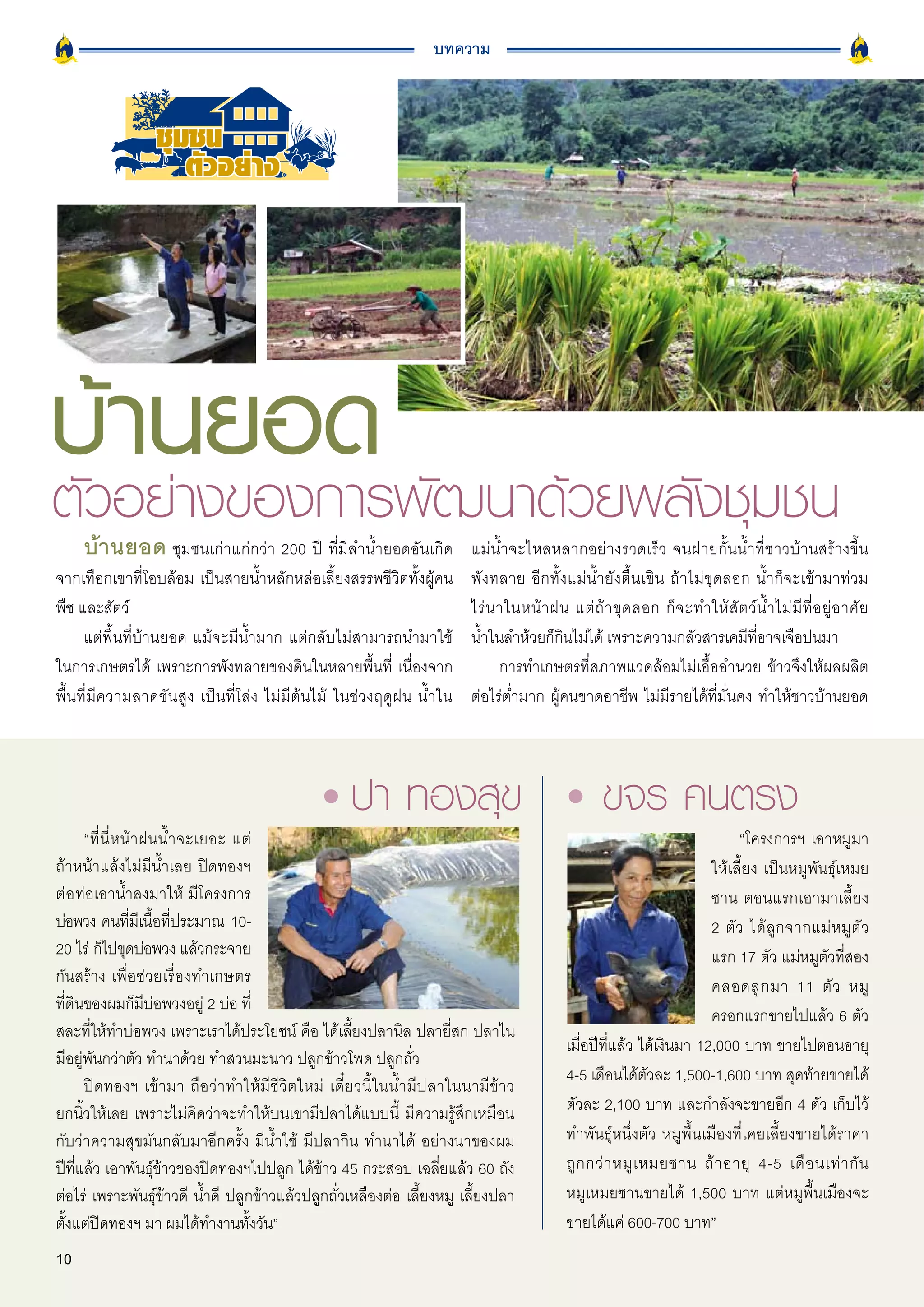 บทความ



                 ชุมชน
                    ตัวอยาง




บ้วานยอด ฒนาด้วยพลังชุมชน
ตั อย่างของการพั
     บ้านยอด ชุมชนเก่าแก่กว่า 200 ปี ที่มีลำน้ำยอดอันเกิด               แม่น้ำจะไหลหลากอย่างรวดเร็ว จนฝายกั้นน้ำที่ชาวบ้านสร้างขึ้น
จากเทือกเขาที่โอบล้อม เป็นสายน้ำหลักหล่อเลี้ยงสรรพชีวิตทั้งผู้คน        พังทลาย อีกทั้งแม่น้ำยังตื้นเขิน ถ้าไม่ขุดลอก น้ำก็จะเข้ามาท่วม
พืช และสัตว์                                                            ไร่ น าในหน้ า ฝน แต่ ถ้ า ขุ ด ลอก ก็ จ ะทำให้ สั ต ว์ น้ ำ ไม่ มี ที่ อ ยู่ อ าศั ย
     แต่พื้นที่บ้านยอด แม้จะมีน้ำมาก แต่กลับไม่สามารถนำมาใช้            น้ำในลำห้วยก็กินไม่ได้ เพราะความกลัวสารเคมีที่อาจเจือปนมา
ในการเกษตรได้ เพราะการพังทลายของดินในหลายพื้นที่ เนื่องจาก                    การทำเกษตรที่สภาพแวดล้อมไม่เอื้ออำนวย ข้าวจึงให้ผลผลิต
พื้นที่มีความลาดชันสูง เป็นที่โล่ง ไม่มีต้นไม้ ในช่วงฤดูฝน น้ำใน        ต่อไร่ต่ำมาก ผู้คนขาดอาชีพ ไม่มีรายได้ที่มั่นคง ทำให้ชาวบ้านยอด




      “ที่ นี่ ห น้ า ฝนน้ ำ จะเยอะ แต่                                                                                     “โครงการฯ เอาหมูมา
ถ้าหน้าแล้งไม่มีน้ำเลย ปิดทองฯ                                                                                         ให้เลี้ยง เป็นหมูพันธุ์เหมย
ต่ อ ท่อเอาน้ำลงมาให้ มีโครงการ                                                                                        ซาน ตอนแรกเอามาเลี้ยง
บ่อพวง คนที่มีเนื้อที่ประมาณ 10-                                                                                       2 ตั ว ได้ ลู ก จากแม่ ห มู ตั ว
20 ไร่ ก็ไปขุดบ่อพวง แล้วกระจาย                                                                                        แรก 17 ตัว แม่หมูตัวที่สอง
กันสร้าง เพื่อช่วยเรื่องทำเกษตร                                                                                        คลอดลู ก มา 11 ตั ว หมู
ที่ดินของผมก็มีบ่อพวงอยู่ 2 บ่อ ที่
                                                                                                                       ครอกแรกขายไปแล้ว 6 ตัว
สละที่ให้ทำบ่อพวง เพราะเราได้ประโยชน์ คือ ได้เลี้ยงปลานิล ปลายี่สก ปลาไน
                                                                                            เมื่อปีที่แล้ว ได้เงินมา 12,000 บาท ขายไปตอนอายุ
มีอยู่พันกว่าตัว ทำนาด้วย ทำสวนมะนาว ปลูกข้าวโพด ปลูกถั่ว
                                                                                            4-5 เดือนได้ตัวละ 1,500-1,600 บาท สุดท้ายขายได้
      ปิดทองฯ เข้ามา ถือว่าทำให้มีชีวิตใหม่ เดี๋ยวนี้ในน้ำมีปลาในนามีข้าว
ยกนิ้วให้เลย เพราะไม่คิดว่าจะทำให้บนเขามีปลาได้แบบนี้ มีความรู้สึกเหมือน                    ตัวละ 2,100 บาท และกำลังจะขายอีก 4 ตัว เก็บไว้
กับว่าความสุขมันกลับมาอีกครั้ง มีน้ำใช้ มีปลากิน ทำนาได้ อย่างนาของผม                       ทำพันธุ์หนึ่งตัว หมูพื้นเมืองที่เคยเลี้ยงขายได้ราคา
ปีที่แล้ว เอาพันธุ์ข้าวของปิดทองฯไปปลูก ได้ข้าว 45 กระสอบ เฉลี่ยแล้ว 60 ถัง                 ถู ก กว่ า หมู เ หมยซาน ถ้ า อายุ 4-5 เดื อ นเท่ า กั น
ต่อไร่ เพราะพันธุ์ข้าวดี น้ำดี ปลูกข้าวแล้วปลูกถั่วเหลืองต่อ เลี้ยงหมู เลี้ยงปลา            หมูเหมยซานขายได้ 1,500 บาท แต่หมูพื้นเมืองจะ
ตั้งแต่ปิดทองฯ มา ผมได้ทำงานทั้งวัน”                                                        ขายได้แค่ 600-700 บาท”
10
 