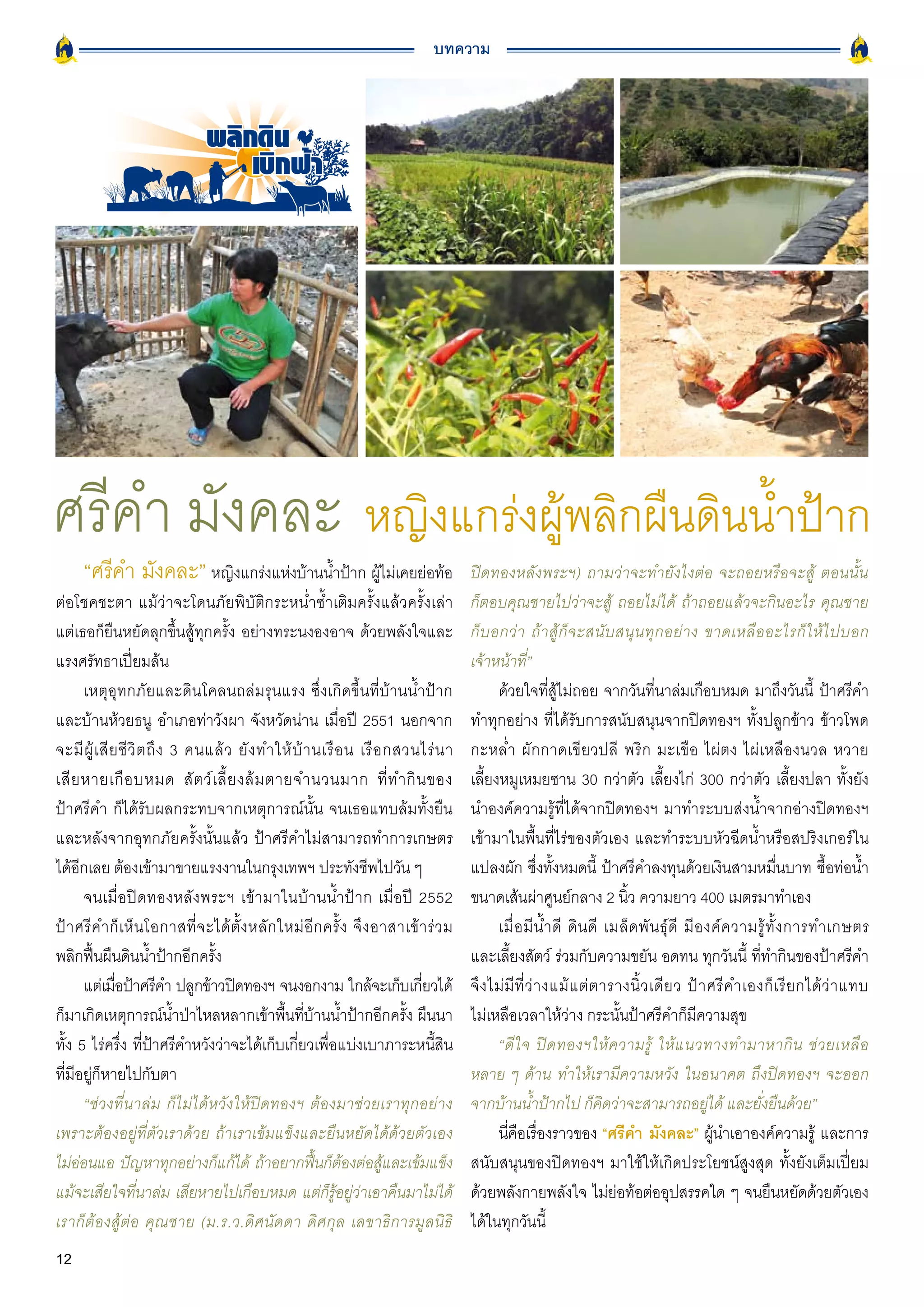 บทความ




ศรีคำ มังคละ หญิงแกร่งผู้พลิกผืนดินน้ำป้าก
      “ศรีคำ มังคละ” หญิงแกร่งแห่งบ้านน้ำป้าก ผู้ไม่เคยย่อท้อ                              ปิดทองหลังพระฯ) ถามว่าจะทำยังไงต่อ จะถอยหรือจะสู้ ตอนนั้น
ต่อโชคชะตา แม้ว่าจะโดนภัยพิบัติกระหน่ำซ้ำเติมครั้งแล้วครั้งเล่า                            ก็ตอบคุณชายไปว่าจะสู้ ถอยไม่ได้ ถ้าถอยแล้วจะกินอะไร คุณชาย
แต่เธอก็ยืนหยัดลุกขึ้นสู้ทุกครั้ง อย่างทระนงองอาจ ด้วยพลังใจและ                            ก็ บ อกว่ า ถ้ า สู้ ก็ จ ะสนั บ สนุ น ทุ ก อย่ า ง ขาดเหลื อ อะไรก็ ใ ห้ ไ ปบอก
แรงศรัทธาเปี่ยมล้น                                                                         เจ้าหน้าที่”
        เหตุอุทกภัยและดินโคลนถล่มรุนแรง ซึ่งเกิดขึ้นที่บ้านน้ำป้าก                               ด้วยใจที่สู้ไม่ถอย จากวันที่นาล่มเกือบหมด มาถึงวันนี้ ป้าศรีคำ
และบ้านห้วยธนู อำเภอท่าวังผา จังหวัดน่าน เมื่อปี 2551 นอกจาก                               ทำทุกอย่าง ที่ได้รับการสนับสนุนจากปิดทองฯ ทั้งปลูกข้าว ข้าวโพด
จะมี ผู้ เ สี ย ชี วิ ต ถึ ง 3 คนแล้ ว ยั ง ทำให้ บ้ า นเรื อ น เรื อ กสวนไร่ น า          กะหล่ำ ผักกาดเขียวปลี พริก มะเขือ ไผ่ตง ไผ่เหลืองนวล หวาย
เสี ย หายเกื อ บหมด สั ต ว์ เ ลี้ ย งล้ ม ตายจำนวนมาก ที่ ท ำกิ น ของ                      เลี้ยงหมูเหมยซาน 30 กว่าตัว เลี้ยงไก่ 300 กว่าตัว เลี้ยงปลา ทั้งยัง
ป้าศรีคำ ก็ได้รับผลกระทบจากเหตุการณ์นั้น จนเธอแทบล้มทั้งยืน                                นำองค์ความรู้ที่ได้จากปิดทองฯ มาทำระบบส่งน้ำจากอ่างปิดทองฯ
และหลังจากอุทกภัยครั้งนั้นแล้ว ป้าศรีคำไม่สามารถทำการเกษตร                                 เข้ามาในพื้นที่ไร่ของตัวเอง และทำระบบหัวฉีดน้ำหรือสปริงเกอร์ใน
ได้อีกเลย ต้องเข้ามาขายแรงงานในกรุงเทพฯ ประทังชีพไปวัน ๆ                                   แปลงผัก ซึ่งทั้งหมดนี้ ป้าศรีคำลงทุนด้วยเงินสามหมื่นบาท ซื้อท่อน้ำ
        จนเมื่อปิดทองหลังพระฯ เข้ามาในบ้านน้ำป้าก เมื่อปี 2552                             ขนาดเส้นผ่าศูนย์กลาง 2 นิ้ว ความยาว 400 เมตรมาทำเอง
ป้ า ศรี ค ำก็ เ ห็ น โอกาสที่ จ ะได้ ตั้ ง หลั ก ใหม่ อี ก ครั้ ง จึ ง อาสาเข้ า ร่ ว ม         เมื่ อ มี น้ ำ ดี ดิ น ดี เมล็ ด พั น ธุ์ ดี มี อ งค์ ค วามรู้ ทั้ ง การทำเกษตร
พลิกฟื้นผืนดินน้ำป้ากอีกครั้ง                                                              และเลี้ยงสัตว์ ร่วมกับความขยัน อดทน ทุกวันนี้ ที่ทำกินของป้าศรีคำ
        แต่เมือป้าศรีคำ ปลูกข้าวปิดทองฯ จนงอกงาม ใกล้จะเก็บเกียวได้
               ่                                                                ่          จึ ง ไม่ มี ที่ ว่ า งแม้ แ ต่ ต ารางนิ้ ว เดี ย ว ป้ า ศรี ค ำเองก็ เ รี ย กได้ ว่ า แทบ
ก็มาเกิดเหตุการณ์น้ำป่าไหลหลากเข้าพื้นที่บ้านน้ำป้ากอีกครั้ง ผืนนา                         ไม่เหลือเวลาให้ว่าง กระนั้นป้าศรีคำก็มีความสุข
ทั้ง 5 ไร่ครึ่ง ที่ป้าศรีคำหวังว่าจะได้เก็บเกี่ยวเพื่อแบ่งเบาภาระหนี้สิน                         “ดี ใ จ ปิ ด ทองฯให้ ค วามรู้ ให้ แ นวทางทำมาหากิ น ช่ ว ยเหลื อ
ที่มีอยู่ก็หายไปกับตา                                                                      หลาย ๆ ด้าน ทำให้เรามีความหวัง ในอนาคต ถึงปิดทองฯ จะออก
        “ช่วงที่นาล่ม ก็ไม่ได้หวังให้ปิดทองฯ ต้องมาช่วยเราทุกอย่าง                         จากบ้านน้ำป้ากไป ก็คิดว่าจะสามารถอยู่ได้ และยั่งยืนด้วย”
เพราะต้องอยู่ที่ตัวเราด้วย ถ้าเราเข้มแข็งและยืนหยัดได้ด้วยตัวเอง                                 นี่คือเรื่องราวของ “ศรีคำ มังคละ” ผู้นำเอาองค์ความรู้ และการ
ไม่ออนแอ ปัญหาทุกอย่างก็แก้ได้ ถ้าอยากฟืนก็ตองต่อสูและเข้มแข็ง
      ่                                                   ้ ้            ้                 สนับสนุนของปิดทองฯ มาใช้ให้เกิดประโยชน์สูงสุด ทั้งยังเต็มเปี่ยม
แม้จะเสียใจทีนาล่ม เสียหายไปเกือบหมด แต่กรอยูวาเอาคืนมาไม่ได้
                     ่                                       ็ ู้ ่ ่                      ด้วยพลังกายพลังใจ ไม่ย่อท้อต่ออุปสรรคใด ๆ จนยืนหยัดด้วยตัวเอง
เราก็ต้องสู้ต่อ คุณชาย (ม.ร.ว.ดิศนัดดา ดิศกุล เลขาธิการมูลนิธิ                             ได้ในทุกวันนี้
12
 