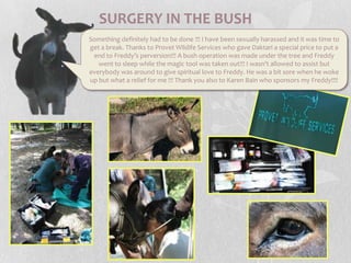 SURGERY IN THE BUSHSomething definitely had to be done !!! I have been sexually harassed and it was time to get a break. Thanks to Provet Wildife Services who gave Daktari a special price to put a end to Freddy’s perversion!!! A bush operation was made under the tree and Freddy went to sleep while the magic tool was taken out!!! I wasn’t allowed to assist but everybody was around to give spiritual love to Freddy. He was a bit sore when he woke up but what a relief for me !!! Thank you also to Karen Bain who sponsors my Freddy!!!!