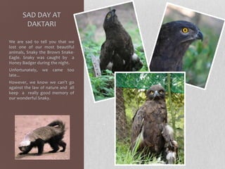 SAD DAY AT DAKTARIWe are sad to tell you that we lost one of our most beautiful animals, Snaky the Brown Snake-Eagle. Snaky was caught by a Honey Badger during the night.Unfortunately, we came too late...However, we know we can’t go against the law of nature and  all keep  a  really good memory of our wonderful Snaky.