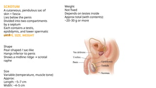 Scrotal Ridge Reproductive system anatomy male and female | PPTX