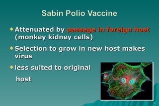 Attenuated by  passage in foreign host  (monkey kidney cells) Selection to grow in new host makes virus less suited to original  host 