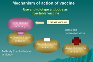 Mechanism of action of vaccine Use anti-idiotype antibody as injectable vaccine Antibody to anti-idiotype  antibody Binds and neutralizes virus Use as vaccine Anti-anti-idiotype antibody Anti-idiotype antibody Anti-anti-idiotype antibody Anti-anti-idiotype antibody 