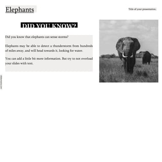 slidesmania.com
Elephants Title of your presentation.
DID YOU KNOW?
Did you know that elephants can sense storms?
Elephants may be able to detect a thunderstorm from hundreds
of miles away, and will head towards it, looking for water.
You can add a little bit more information. But try to not overload
your slides with text.
 