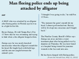 AAP
A MAN who was attacked by an alligator
after fleeing police in Florida says he was
in a fight for his life.
Bryan Zuniga, 20, told Tampa Bay's Fox
13 News that he was swimming and trying
to hide when a the alligator lunged at him.
Zuniga says he was nearly knocked
unconscious when the alligator's mouth hit
his head. He fought back with both legs
and the arm not caught between the
animal's jaws.
"I thought I was going to die," he told Fox
13 News.
"The moment the gator's mouth hit my
head, I almost got knocked out. But my
will to live kept me conscious and I fought
back."
The Pinellas County Sheriff's Office says
Zuniga ran away and into a water
treatment plant after being pulled over by
deputies on Thursday. He was later found
at a hospital being treated for puncture
wounds to the face and arm area.
He has been charged with fleeing police.
Man fleeing police ends up being
attacked by alligator
(From the Herald Sun, May 11, 2013)
 