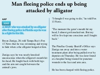 AAP
A MAN who was attacked by an alligator
after fleeing police in Florida says he was
in a fight for his life.
Bryan Zuniga, 20, told Tampa Bay's Fox
13 News that he was swimming and trying
to hide when a the alligator lunged at him.
Zuniga says he was nearly knocked
unconscious when the alligator's mouth hit
his head. He fought back with both legs
and the arm not caught between the
animal's jaws.
"I thought I was going to die," he told Fox
13 News.
"The moment the gator's mouth hit my
head, I almost got knocked out. But my
will to live kept me conscious and I fought
back."
The Pinellas County Sheriff's Office says
Zuniga ran away and into a water
treatment plant after being pulled over by
deputies on Thursday. He was later found
at a hospital being treated for puncture
wounds to the face and arm area.
He has been charged with fleeing police.
Man fleeing police ends up being
attacked by alligator
LEAD
 