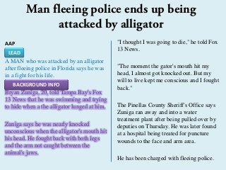 AAP
A MAN who was attacked by an alligator
after fleeing police in Florida says he was
in a fight for his life.
Bryan Zuniga, 20, told Tampa Bay's Fox
13 News that he was swimming and trying
to hide when a the alligator lunged at him.
Zuniga says he was nearly knocked
unconscious when the alligator's mouth hit
his head. He fought back with both legs
and the arm not caught between the
animal's jaws.
"I thought I was going to die," he told Fox
13 News.
"The moment the gator's mouth hit my
head, I almost got knocked out. But my
will to live kept me conscious and I fought
back."
The Pinellas County Sheriff's Office says
Zuniga ran away and into a water
treatment plant after being pulled over by
deputies on Thursday. He was later found
at a hospital being treated for puncture
wounds to the face and arm area.
He has been charged with fleeing police.
Man fleeing police ends up being
attacked by alligator
LEAD
BACKGROUND INFO
 