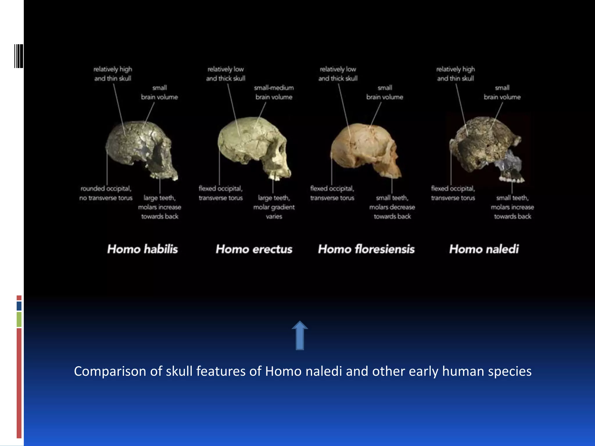 New species of human found! | PPTX