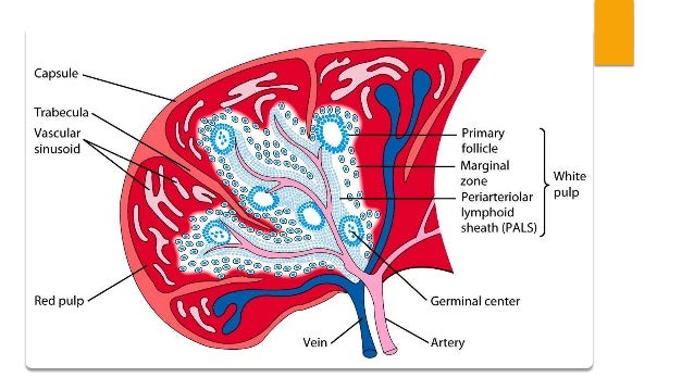 New spleen by alajrawee