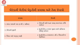એરંડાની ખેતીમાં ખેડુતોની સમસ્યા અને તેના ઉપાયો
સમસ્યા ઉપાયો
૧. લાંબા ગાળાનો પાક (૭ થી ૮ મહીના)
➢ એરંડાની સાથે અન્ય પાકનુ આ...