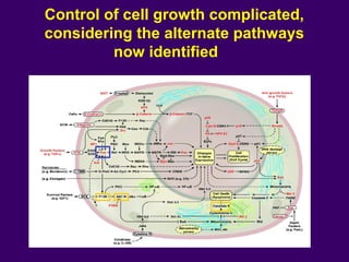 Control of cell growth complicated,
considering the alternate pathways
now identified
 