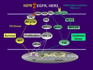EGFR, HER2
Raf
MEK1/2
Ras
ERK 1/2
p90rsk
Cbl
AKT
GRB2 SOS
p110
PI3 Kinase
p85
p160ER
CBP
Basal
Transcription
Machinery
ERE Target gene
P
P
P
Rac1 cdc42
MLK3
MKK3/6MEKK1
P38
Survival
Inflammatory cytokines
TNFα,IL-1
IGFR
Proliferation Cytokines
stress
 