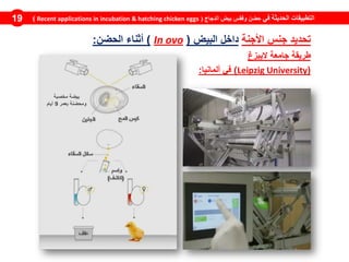 ‫في‬ ‫الحديثة‬ ‫التطبيقات‬‫الدجاج‬ ‫بيض‬ ‫وفقس‬ ‫حضن‬(Recent applications in incubation & hatching chicken eggs)19
‫تحديد‬‫جنس‬‫األجنة‬‫داخل‬‫البيض‬(ovoIn)‫أثناء‬‫الحضن‬:
‫طريقة‬‫جامعة‬‫اليبزغ‬
(UniversityLeipzig)‫في‬‫ألمانيا‬:
‫مخصبة‬ ‫بيضة‬
‫بعمر‬ ‫ومحضنة‬9‫أيام‬
 