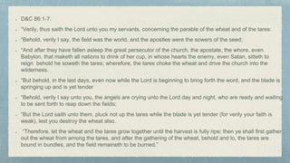 D&C 86:1-7:
“Verily, thus saith the Lord unto you my servants, concerning the parable of the wheat and of the tares:
“Behold, verily I say, the field was the world, and the apostles were the sowers of the seed;
“And after they have fallen asleep the great persecutor of the church, the apostate, the whore, even
Babylon, that maketh all nations to drink of her cup, in whose hearts the enemy, even Satan, sitteth to
reign behold he soweth the tares; wherefore, the tares choke the wheat and drive the church into the
wilderness.
“But behold, in the last days, even now while the Lord is beginning to bring forth the word, and the blade is
springing up and is yet tender
“Behold, verily I say unto you, the angels are crying unto the Lord day and night, who are ready and waiting
to be sent forth to reap down the fields;
“But the Lord saith unto them, pluck not up the tares while the blade is yet tender (for verily your faith is
weak), lest you destroy the wheat also.
“Therefore, let the wheat and the tares grow together until the harvest is fully ripe; then ye shall first gather
out the wheat from among the tares, and after the gathering of the wheat, behold and lo, the tares are
bound in bundles, and the field remaineth to be burned.”
 