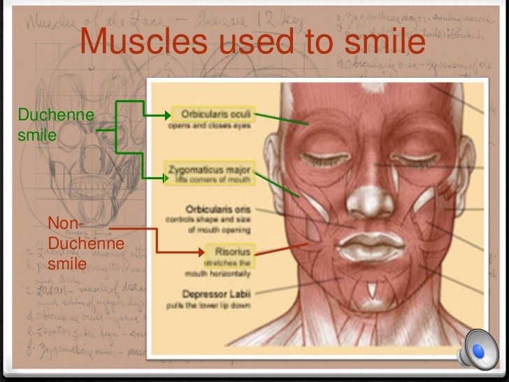 Structure Involved In Smiling The Smile