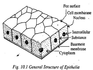 tissue and it's types | PPT