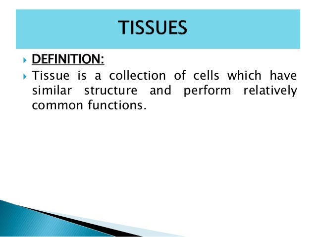 Tissue And It S Types Tissue And Its Types 4 638 