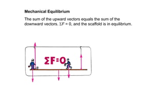 The sum of the upward vectors equals the sum of the
downward vectors. F = 0, and the scaffold is in equilibrium.
Mechanical Equilibrium
 