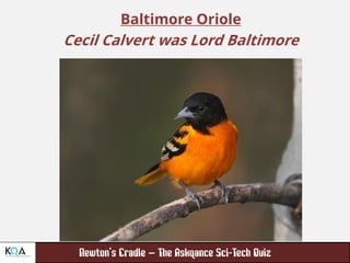 –
Baltimore Oriole
Cecil Calvert was Lord Baltimore
 