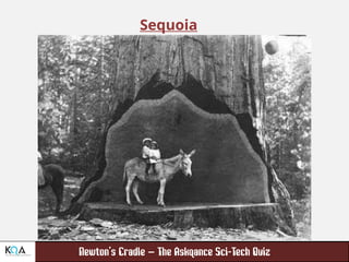 –
Sequoia
 