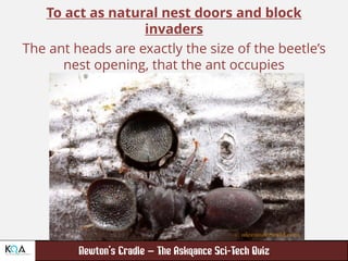 –
To act as natural nest doors and block
invaders
The ant heads are exactly the size of the beetle’s
nest opening, that the ant occupies
 