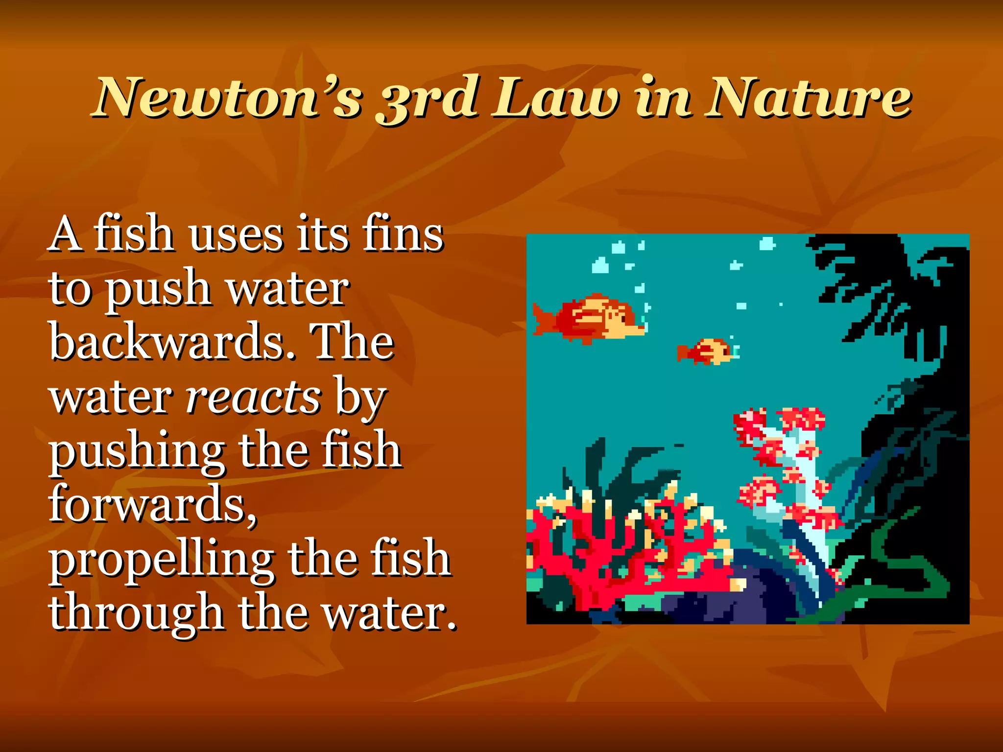 Newton’s 3rd Law in Nature A fish uses its fins to push water backwards. The water  reacts  by pushing the fish forwards, propelling the fish through the water. 