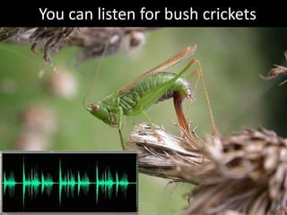 You can listen for bush crickets
 