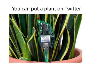 Why not a whole forest?
 