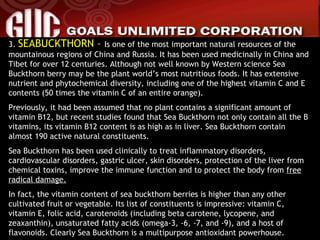 3.  SEABUCKTHORN  –  Is one of the most important natural resources of the mountainous regions of China and Russia. It has been used medicinally in China and Tibet for over 12 centuries. Although not well known by Western science Sea Buckthorn berry may be the plant world’s most nutritious foods. It has extensive nutrient and phytochemical diversity, including one of the highest vitamin C and E contents (50 times the vitamin C of an entire orange). Previously, it had been assumed that no plant contains a significant amount of vitamin B12, but recent studies found that Sea Buckthorn not only contain all the B vitamins, its vitamin B12 content is as high as in liver. Sea Buckthorn contain almost 190 active natural constituents. Sea Buckthorn has been used clinically to treat inflammatory disorders, cardiovascular disorders, gastric ulcer, skin disorders, protection of the liver from chemical toxins, improve the immune function and to protect the body from  free radical damage. In fact, the vitamin content of sea buckthorn berries is higher than any other cultivated fruit or vegetable. Its list of constituents is impressive: vitamin C, vitamin E, folic acid, carotenoids (including beta carotene, lycopene, and zeaxanthin), unsaturated fatty acids (omega-3, -6, -7, and -9), and a host of flavonoids. Clearly Sea Buckthorn is a multipurpose antioxidant powerhouse. 