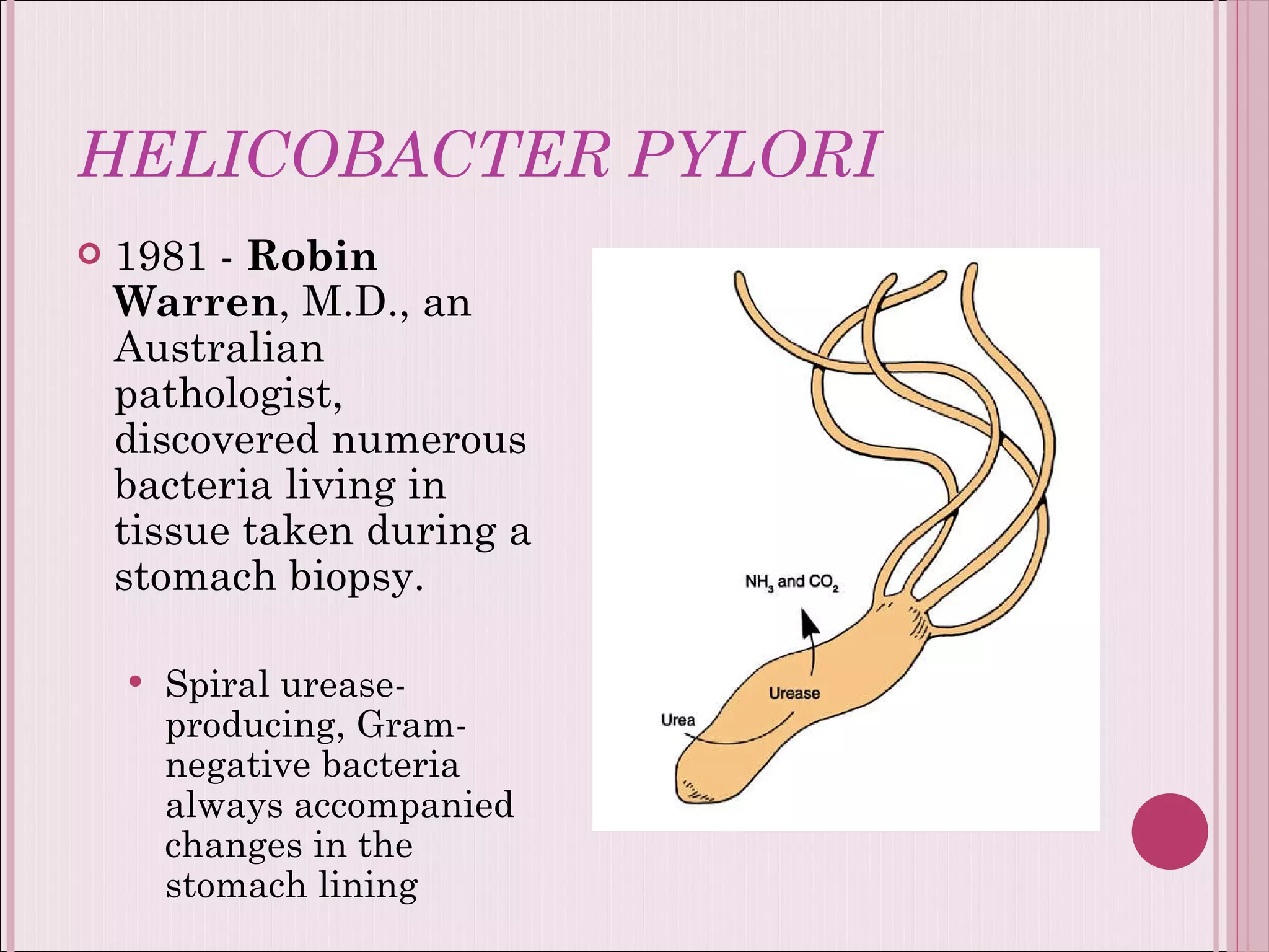 HELICOBACTER PYLORI 1981 -  Robin Warren , M.D., an Australian pathologist, discovered numerous bacteria living in tissue taken during a stomach biopsy.  Spiral urease-producing, Gram-negative bacteria always accompanied changes in the stomach lining 