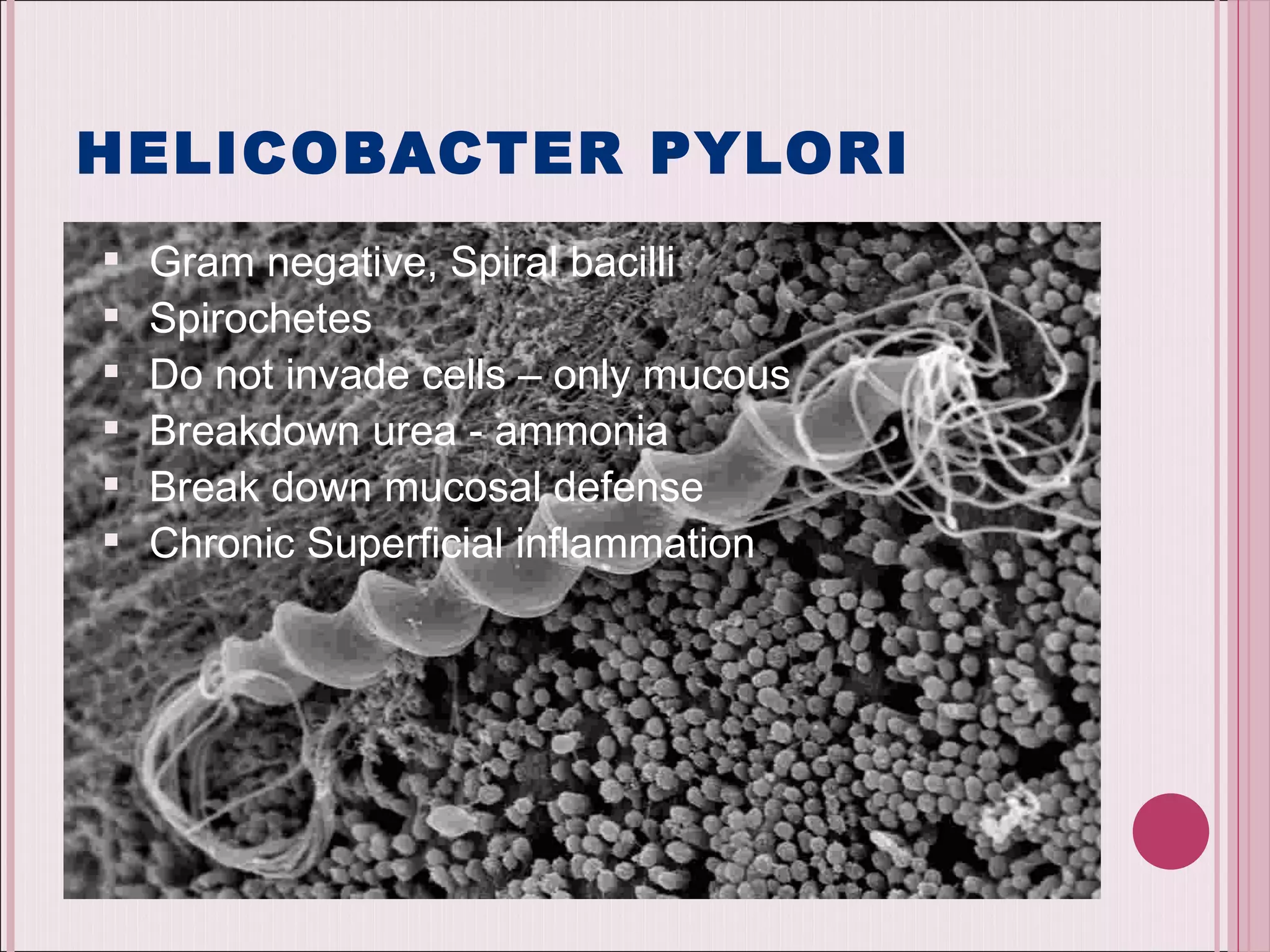 HELICOBACTER PYLORI Gram negative, Spiral bacilli  Spirochetes Do not invade cells – only mucous Breakdown urea - ammonia Break down mucosal defense Chronic Superficial inflammation 