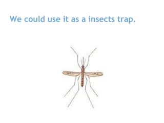 We could use it as a insects trap.
 