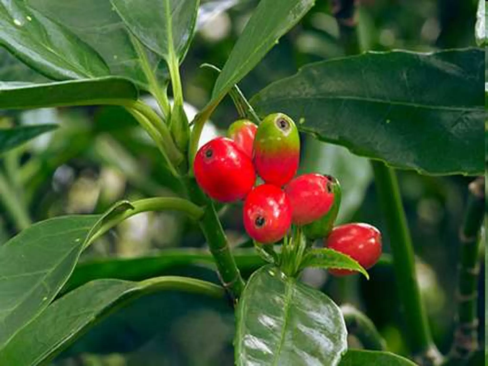 humanities principle of visual art