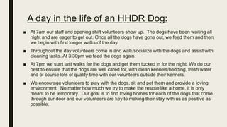 A day in the life of an HHDR Dog:
■ At 7am our staff and opening shift volunteers show up. The dogs have been waiting all
night and are eager to get out. Once all the dogs have gone out, we feed them and then
we begin with first longer walks of the day.
■ Throughout the day volunteers come in and walk/socialize with the dogs and assist with
cleaning tasks. At 3:30pm we feed the dogs again.
■ At 7pm we start last walks for the dogs and get them tucked in for the night. We do our
best to ensure that the dogs are well cared for, with clean kennels/bedding, fresh water
and of course lots of quality time with our volunteers outside their kennels.
■ We encourage volunteers to play with the dogs, sit and pet them and provide a loving
environment. No matter how much we try to make the rescue like a home, it is only
meant to be temporary. Our goal is to find loving homes for each of the dogs that come
through our door and our volunteers are key to making their stay with us as positive as
possible.
 