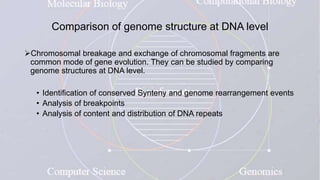 Comparison of genome structure at DNA level
Chromosomal breakage and exchange of chromosomal fragments are
common mode of gene evolution. They can be studied by comparing
genome structures at DNA level.
• Identification of conserved Synteny and genome rearrangement events
• Analysis of breakpoints
• Analysis of content and distribution of DNA repeats
 