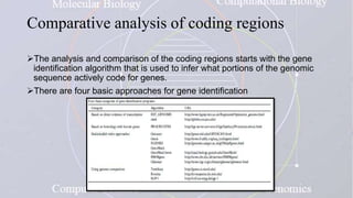 Comparative analysis of coding regions
The analysis and comparison of the coding regions starts with the gene
identification algorithm that is used to infer what portions of the genomic
sequence actively code for genes.
There are four basic approaches for gene identification
 
