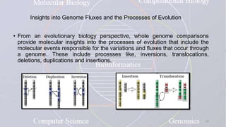 Insights into Genome Fluxes and the Processes of Evolution
• From an evolutionary biology perspective, whole genome comparisons
provide molecular insights into the processes of evolution that include the
molecular events responsible for the variations and fluxes that occur through
a genome. These include processes like, inversions, translocations,
deletions, duplications and insertions.
30
 