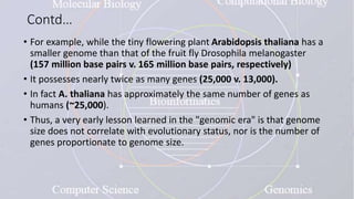 Contd…
• For example, while the tiny flowering plant Arabidopsis thaliana has a
smaller genome than that of the fruit fly Drosophila melanogaster
(157 million base pairs v. 165 million base pairs, respectively)
• It possesses nearly twice as many genes (25,000 v. 13,000).
• In fact A. thaliana has approximately the same number of genes as
humans (~25,000).
• Thus, a very early lesson learned in the "genomic era" is that genome
size does not correlate with evolutionary status, nor is the number of
genes proportionate to genome size.
 