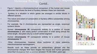 Contd..
• Figure 1 depicts a chromosome-level comparison of the human and mouse
genomes that shows the level of Synteny between these two mammals
• Synteny is a situation in which genes are arranged in similar blocks in
different species.
• The nature and extent of conservation of Synteny differs substantially among
chromosomes.
• For example, the X chromosomes are represented as single, reciprocal
syntenic blocks.
• Human chromosome 20 corresponds entirely to a portion of mouse
chromosome 2, with nearly perfect conservation of order along almost the
entire length, disrupted only by a small central segment
• Human chromosome 17 corresponds entirely to a portion of mouse
chromosome 11.
• Other chromosomes, however, show evidence of more extensive
interchromosomal rearrangement.
• Results such as these provide an extraordinary glimpse into the
chromosomal changes that have shaped the mouse and human genomes
since their divergence from a common ancestor 75–80 million years ago.
 