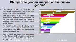 Chimpanzee genome mapped on the human
genome
• This image shows the 95% of the
chimpanzee genome that maps to identical
sequence in the human genome.
• The consistency of the color indication
demonstrates the close identity between the
two genomes since their last common
ancestor, approximately 5 million years
before present.
• The human chromosome 2 actually aligns
to two separate chimp chromosomes, now
called chr2a and chr2 and represented
here by the same color..
• Data for this figure comes from assemblies
of the human and chimpanzee genomes
available from the UCSC Genome Browser
in June 2006.
 