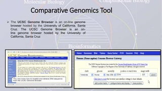Comparative Genomics Tool
 The UCSC Genome Browser is an on-line genome
browser hosted by the University of California, Santa
Cruz. The UCSC Genome Browser is an on-
line genome browser hosted by the University of
California, Santa Cruz
 